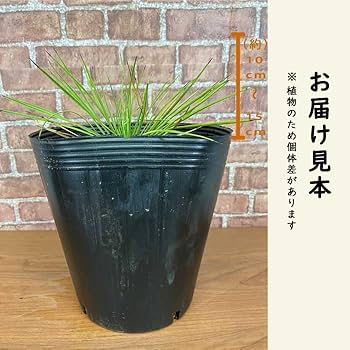 Amazon.co.jp: 庭木 苗木 ユッカ リネアリフォリア 21cmポット 植木